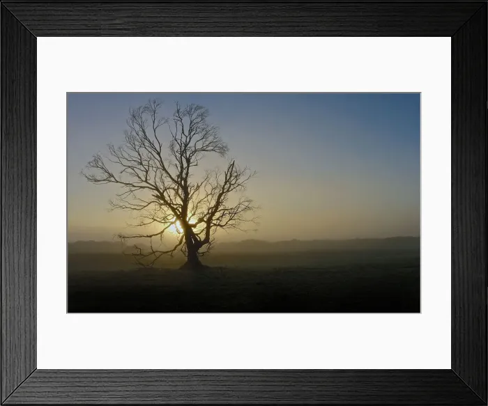 Framed Print : Misty Tree Framed Print : Misty Tree