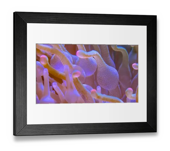 Framed Print : An image of anemone dancing in the sunlight Framed Print : An image of anemone dancing in the sunlight