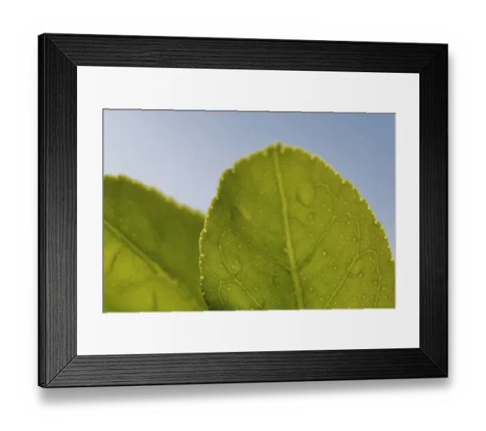 Framed Print : Macro Leaf Framed Print : Macro Leaf