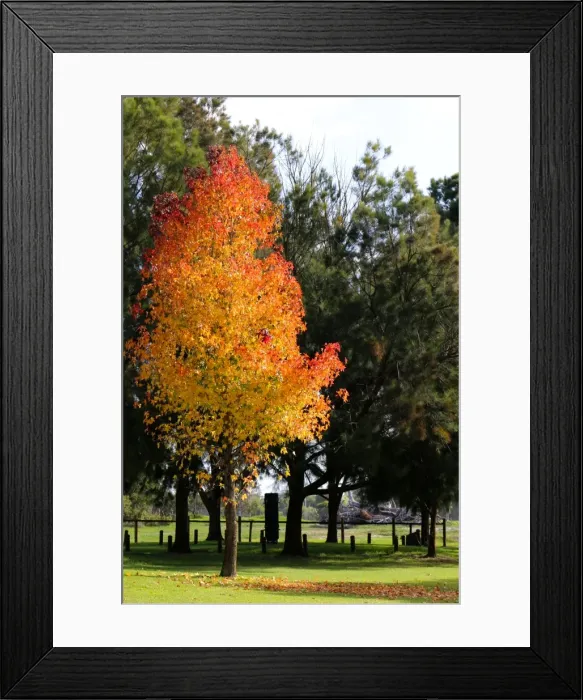 Framed Print : A beautiful maple tree standing out amongst the others in the morning sunshine Framed Print : A beautiful maple tree standing out amongst the others in the morning sunshine