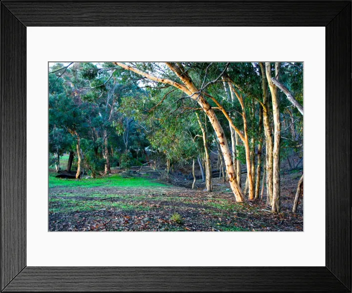 Framed Print : A valley of trees set in the Perth hills Western Australia Framed Print : A valley of trees set in the Perth hills Western Australia