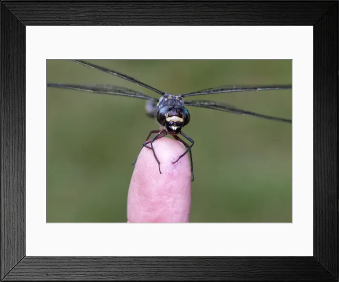Framed Print : Dragonfly on a finger