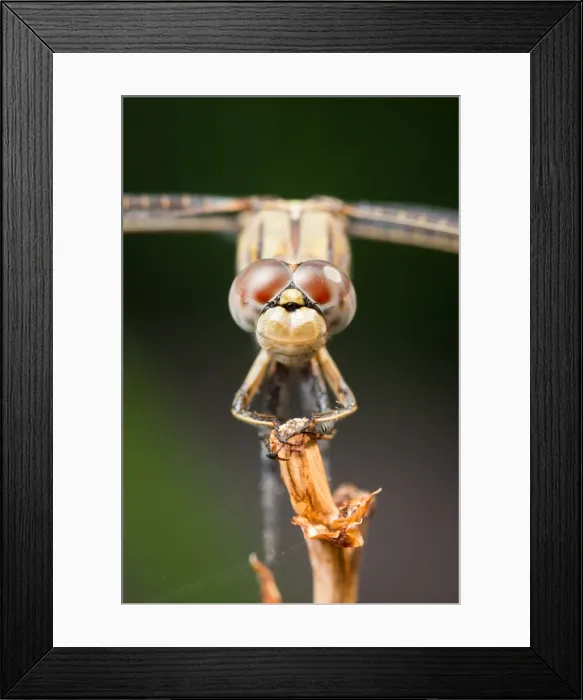 Framed Print : Portrait of a dragonfly Framed Print : Portrait of a dragonfly