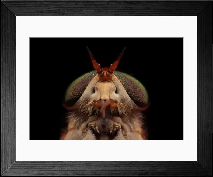Framed Print : March Fly. Macro Photo of A March Fly Framed Print : March Fly. Macro Photo of A March Fly