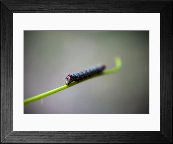 Framed Print : A vibrantly patterned caterpillar on a green stem, extreme close up