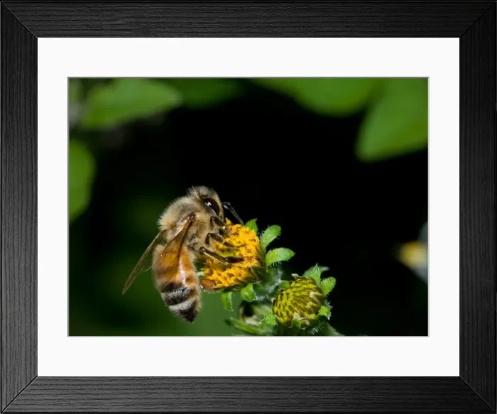Framed Print : Macro of an Honey bee on a flower Framed Print : Macro of an Honey bee on a flower