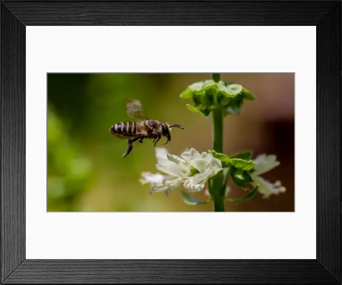 Framed Print : Bee in flight Framed Print : Bee in flight