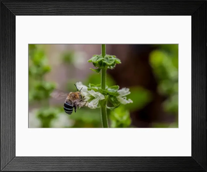Framed Print : Blue banded bee landing in a flower Framed Print : Blue banded bee landing in a flower