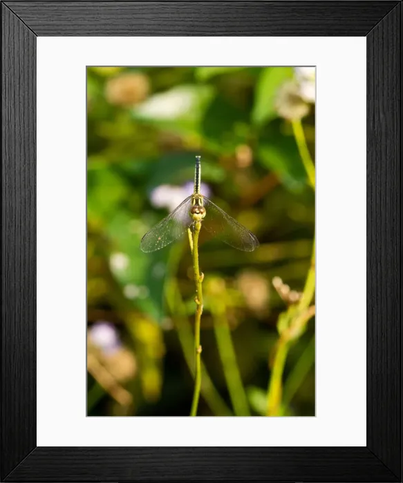 Framed Print : Bowing. Diplacodes trivialis, is a species of dragonfly found in China, Japan, India Framed Print : Bowing. Diplacodes trivialis, is a species of dragonfly found in China, Japan, India