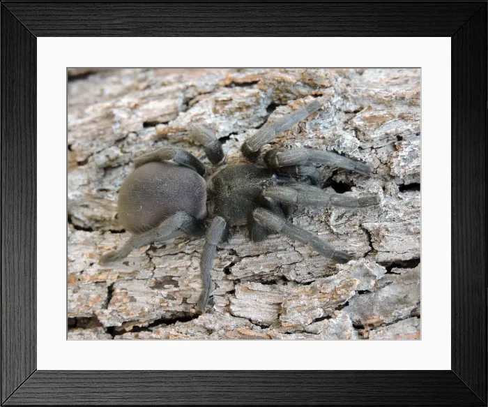 Framed Print : Gargantuan spider