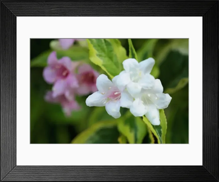 Framed Print : Hiding. I didn t notice the little spider hiding in the flower at first