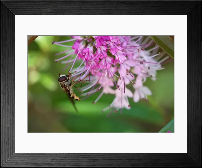 Framed Print : Hover fly on hebe flower