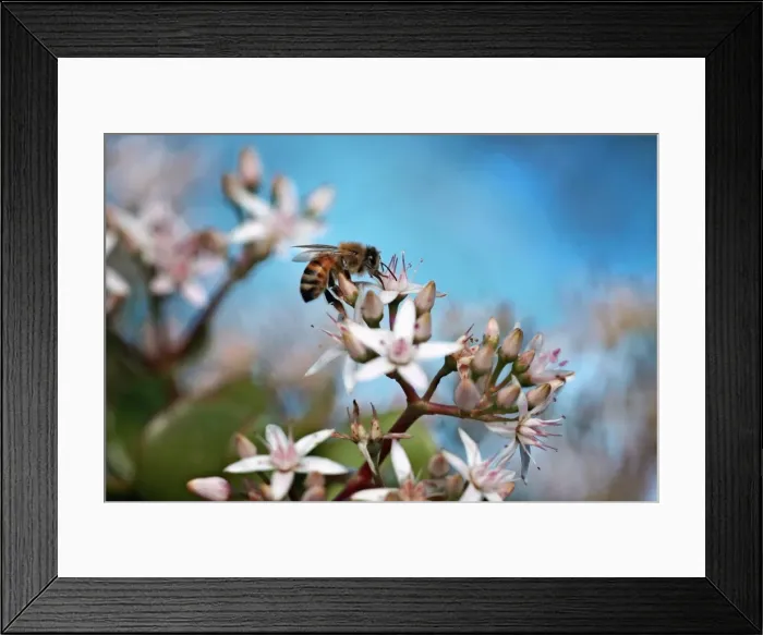 Framed Print : A sunny winter day Framed Print : A sunny winter day