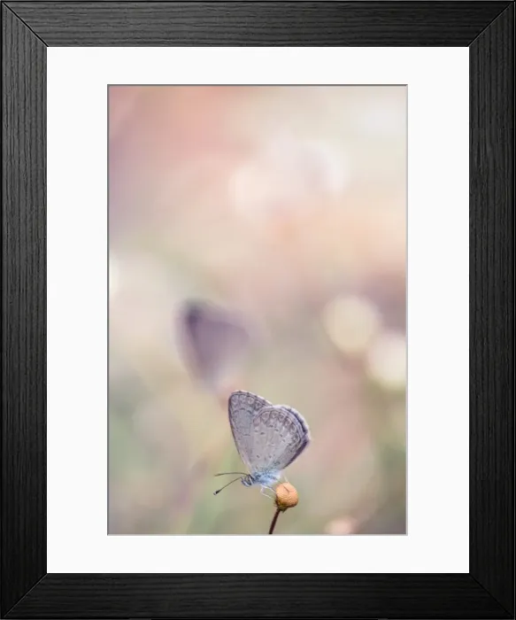 Framed Print : Common Grass Blue Butterfly Framed Print : Common Grass Blue Butterfly