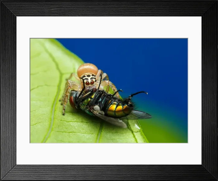 Framed Print : Big Lunch