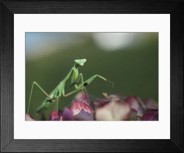 Framed Print : Macro Photography