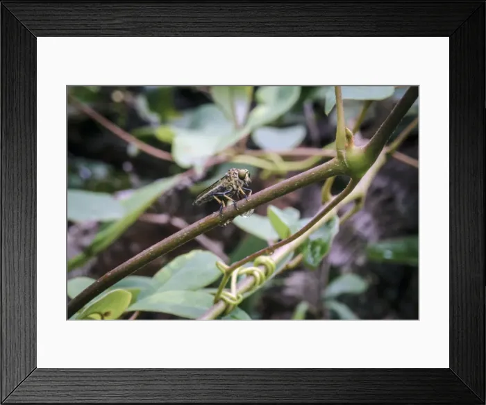 Framed Print : Fly on a stick Framed Print : Fly on a stick