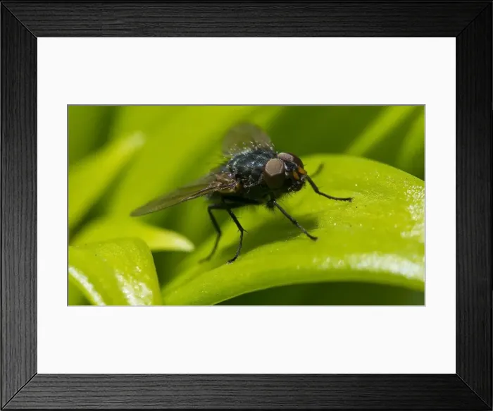 Framed Print : Fly on a green leaf Framed Print : Fly on a green leaf
