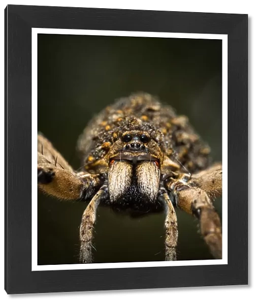 Wolf Spider (Lycosidae), Australia