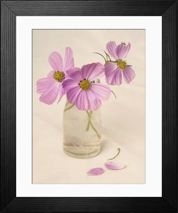 Framed Print : Cosmos in an old milk Framed Print : Cosmos in an old milk