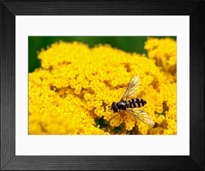 Framed Print : Insect & Melbourne