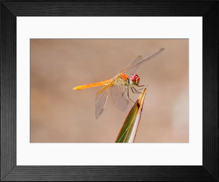 Framed Print : Wildlife. Dragon fly, North Ryde New South Wales, Australia Framed Print : Wildlife. Dragon fly, North Ryde New South Wales, Australia