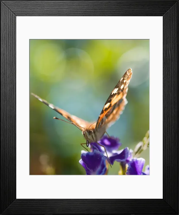 Framed Print : Wildlife- wanderer butterfly on a flower Framed Print : Wildlife- wanderer butterfly on a flower