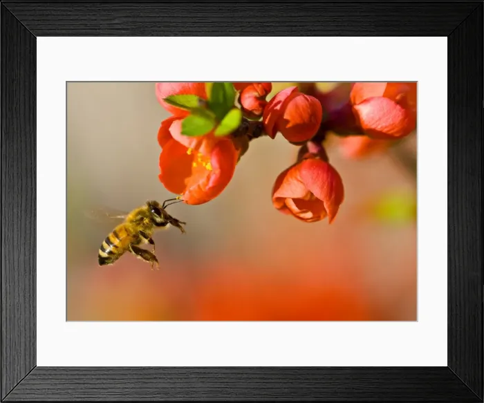 Framed Print : Wildlife- honey bee hovering near blossoms Framed Print : Wildlife- honey bee hovering near blossoms