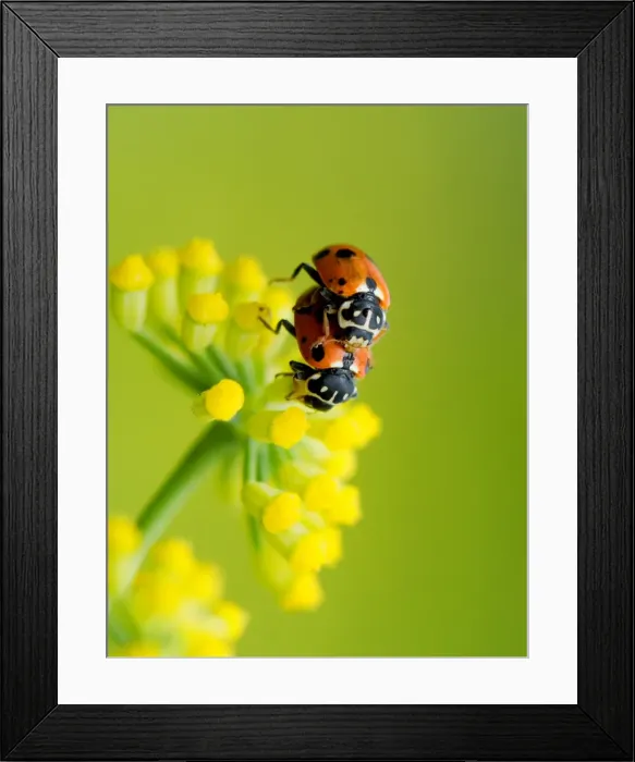Framed Print : Wildlife- mating ladybirds on a fennel flower Framed Print : Wildlife- mating ladybirds on a fennel flower
