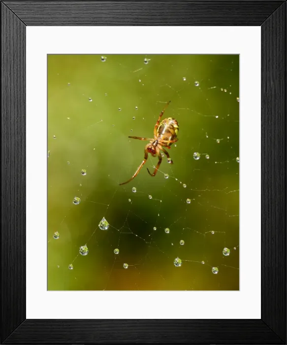Framed Print : Wildlife-Garden spider in web that has raindrops on it Framed Print : Wildlife-Garden spider in web that has raindrops on it