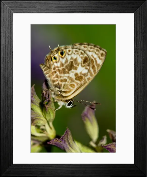 Framed Print : Wildlife- small Zebra Blue Butterfly on a salvia plant