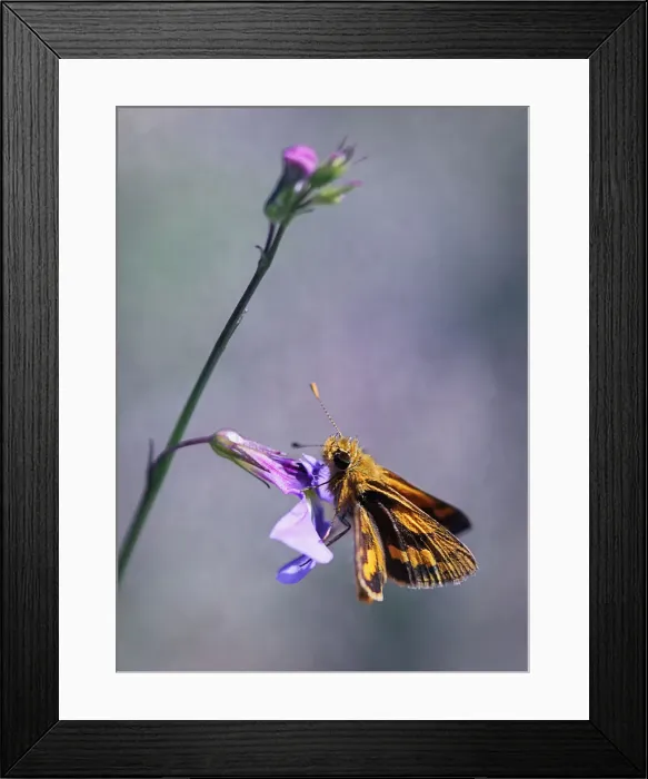 Framed Print : Wildlife- Skipper butterfly on a native lobelia flower. Sydney, Australia