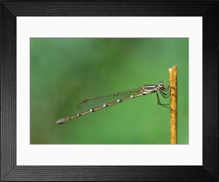 Framed Print : Wildlife-slender Ringtail Damselfly in a garden. Sydney Australia Framed Print : Wildlife-slender Ringtail Damselfly in a garden. Sydney Australia
