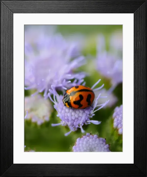 Framed Print : Wildlife- Ladybird on a purple floss flower