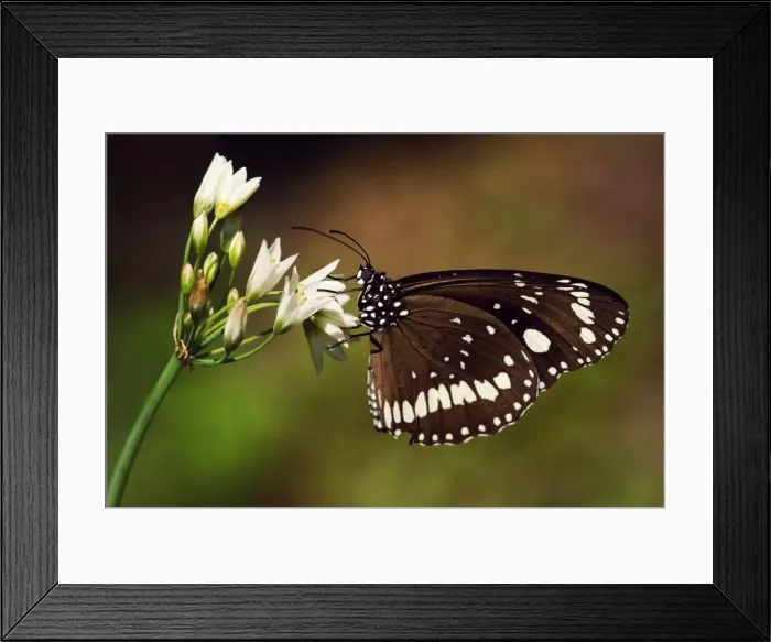 Framed Print : Wildlife- a common crow butterfly on an onion weed flower. Sydney, Australia Framed Print : Wildlife- a common crow butterfly on an onion weed flower. Sydney, Australia