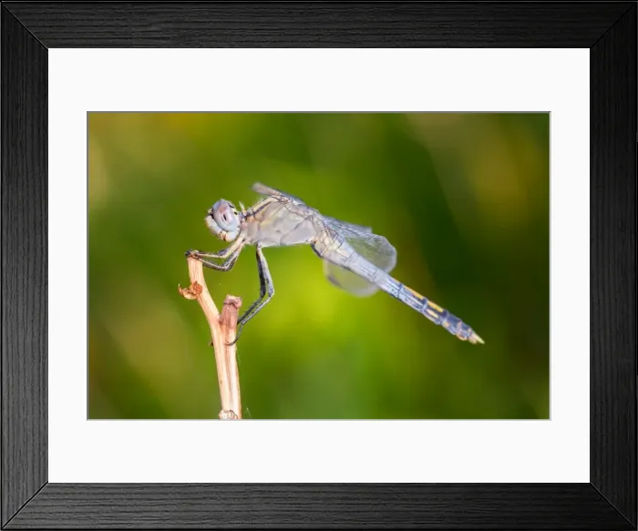 Framed Print : Dragonfly macro Framed Print : Dragonfly macro