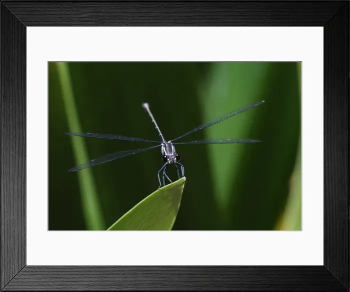 Framed Print : Dragonfly Framed Print : Dragonfly