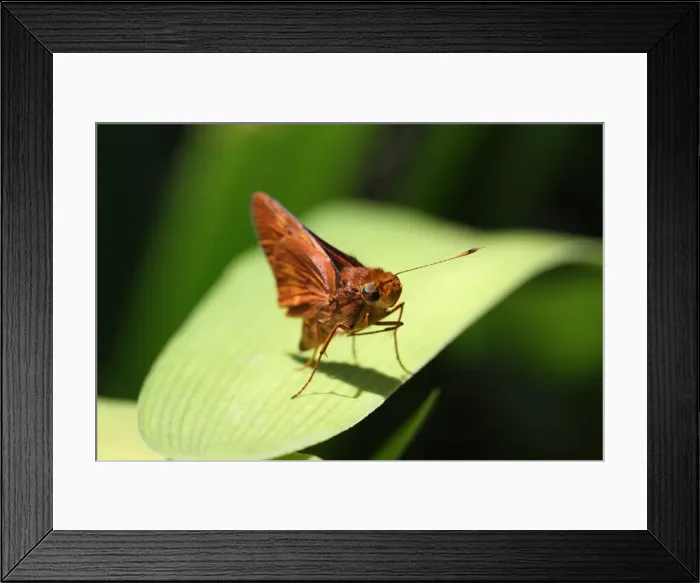 Framed Print : Moth
