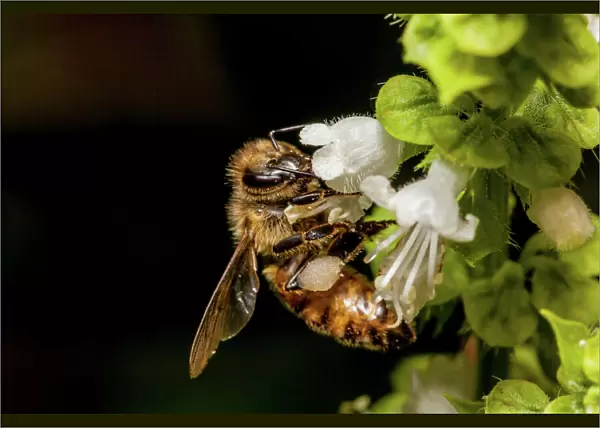 Honey bee macro and flower