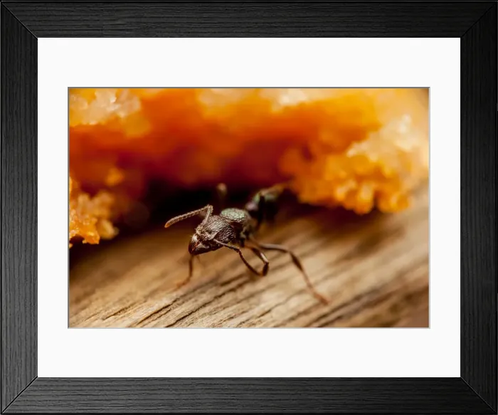 Framed Print : Macro ant and cake Framed Print : Macro ant and cake