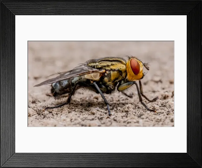 Framed Print : Blow fly. A macro portrait of a blow fly Framed Print : Blow fly. A macro portrait of a blow fly