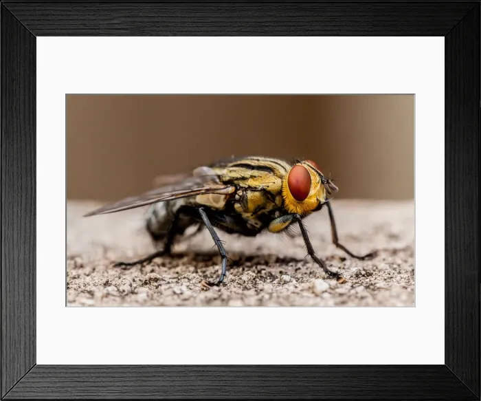 Framed Print : Blow fly. Portrait of a blow fly