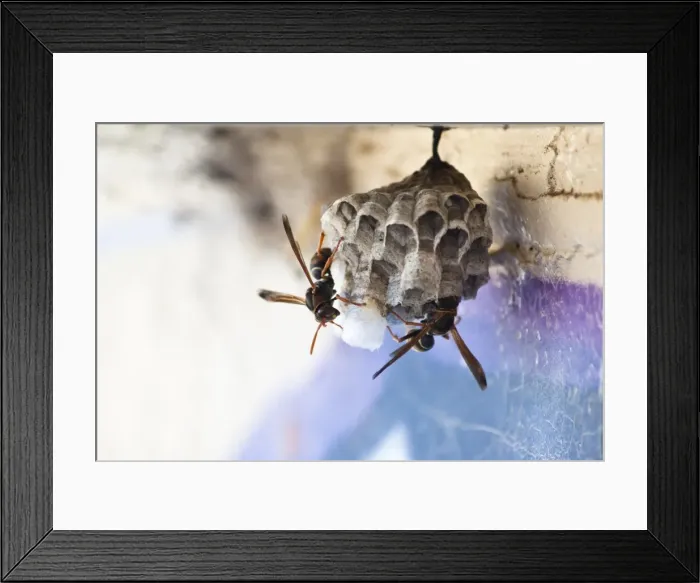 Framed Print : Home makers