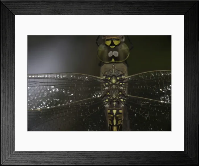 Framed Print : dragonfly macro