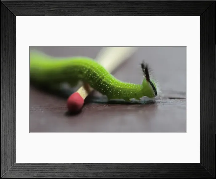 Framed Print : Caterpillar walking over matchstick Framed Print : Caterpillar walking over matchstick