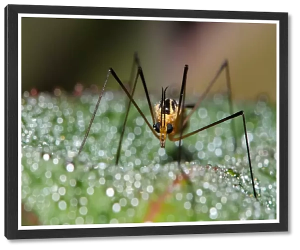 Mosquito on bokeh background