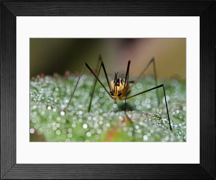 Framed Print : Mosquito on bokeh background Framed Print : Mosquito on bokeh background