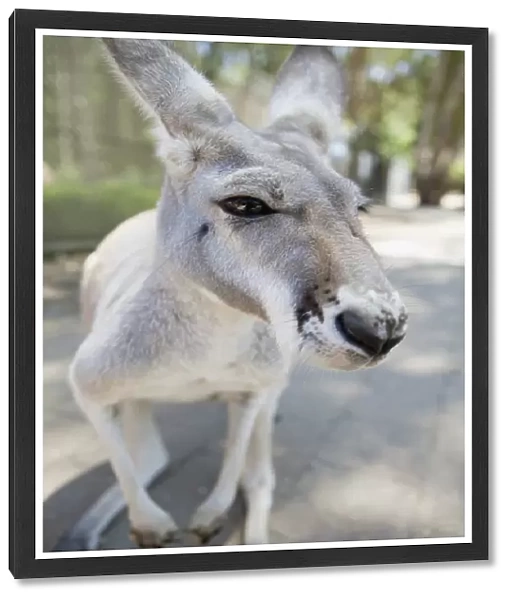 A kangaroo, queensland, australia