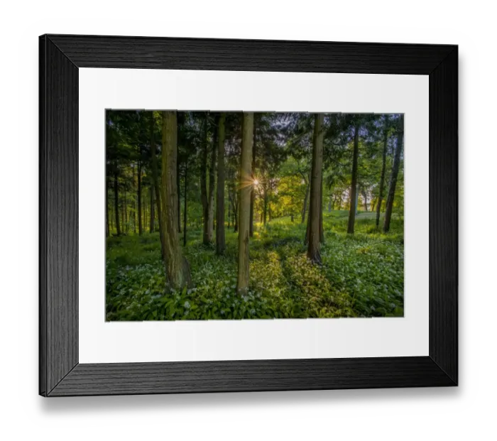Framed Print : Spring in the Forest at East Creech, Dorset, England, United Kingdom Framed Print : Spring in the Forest at East Creech, Dorset, England, United Kingdom
