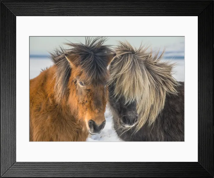 Framed Print : Icelandic ponies running free at Budardalur, northwest Iceland Framed Print : Icelandic ponies running free at Budardalur, northwest Iceland